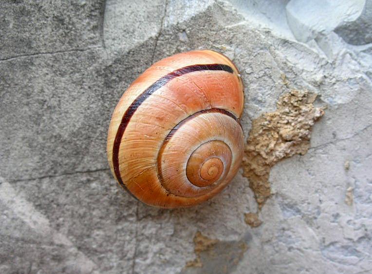 Cepaea (Cepaea) nemoralis (Linnaeus, 1758)